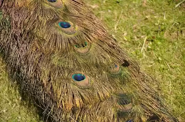 Free download Peacock Pen Tail -  free photo or picture to be edited with GIMP online image editor