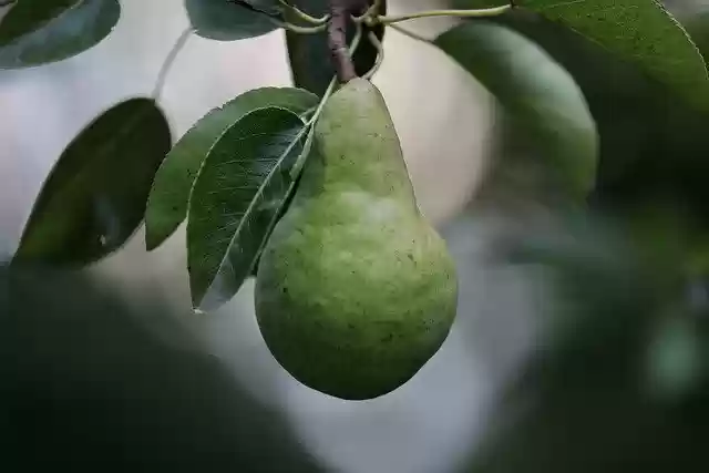 Free download pear fruit food tree williams pear free picture to be edited with GIMP free online image editor