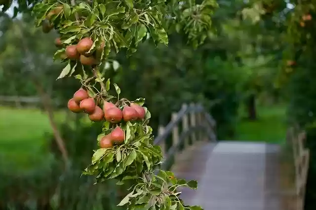 സൗജന്യ ഡൗൺലോഡ് Peer Pears Pear Tree - GIMP ഓൺലൈൻ ഇമേജ് എഡിറ്റർ ഉപയോഗിച്ച് എഡിറ്റ് ചെയ്യേണ്ട സൗജന്യ ഫോട്ടോയോ ചിത്രമോ