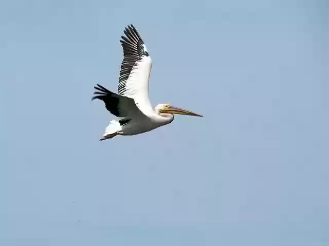 Free download Pelican Flight Pelecanus -  free photo or picture to be edited with GIMP online image editor