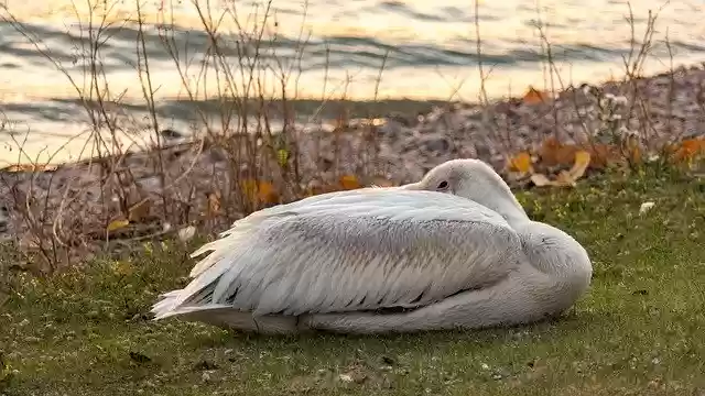 Free download Pelican Napping Water -  free photo or picture to be edited with GIMP online image editor