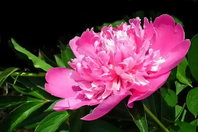 Free download Peony Pink Flower -  free photo or picture to be edited with GIMP online image editor