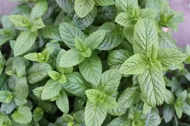 Free download Peppermint Tee Herbs Medicinal -  free photo or picture to be edited with GIMP online image editor