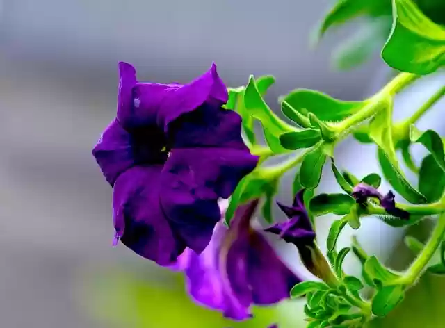 Free download petunia flower plant purple flower free picture to be edited with GIMP free online image editor