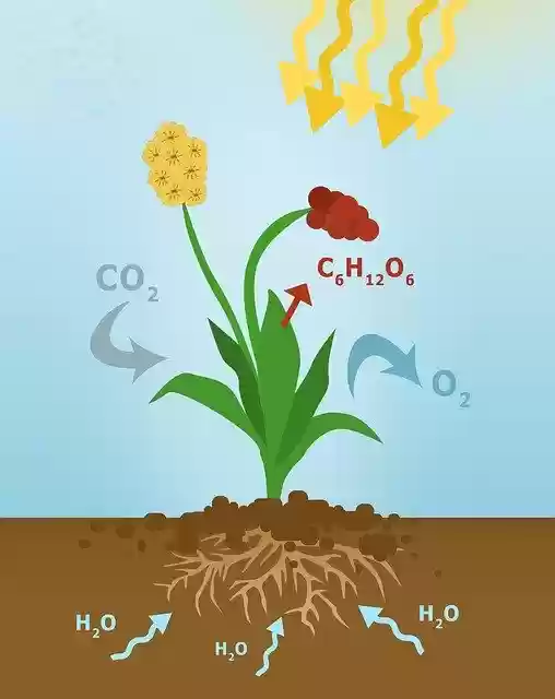 Libreng download Photosynthesis Diagram Of - libreng ilustrasyon na ie-edit gamit ang GIMP na libreng online na editor ng imahe