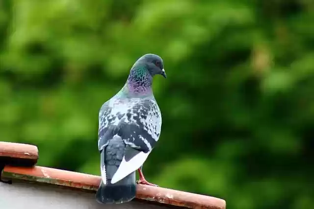 Free download pigeon bird urban wildlife free picture to be edited with GIMP free online image editor