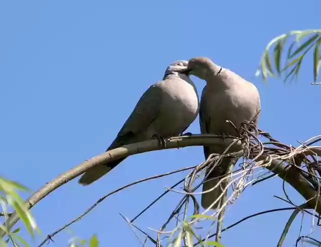 Free download Pigeons Couple Love -  free photo or picture to be edited with GIMP online image editor