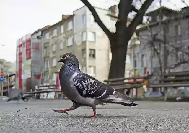 Téléchargement gratuit de Pigeon Strutting Park - photo ou image gratuite à éditer avec l'éditeur d'images en ligne GIMP