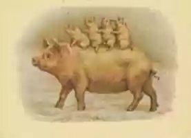 Free download Pig Family (ca 1900) free photo or picture to be edited with GIMP online image editor