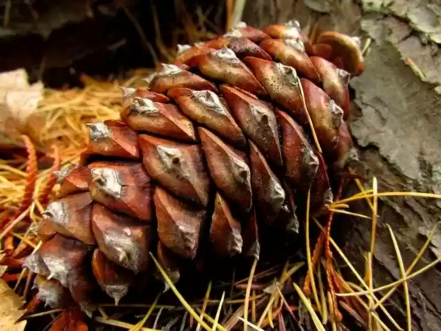 Free download Pine Cone -  free free photo or picture to be edited with GIMP online image editor