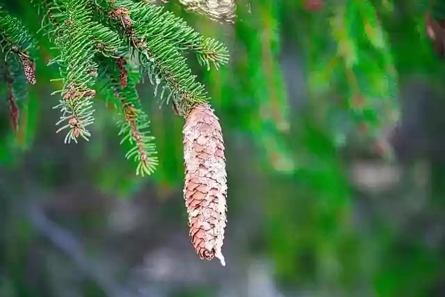 Free download pine cone conifer forest nature free picture to be edited with GIMP free online image editor