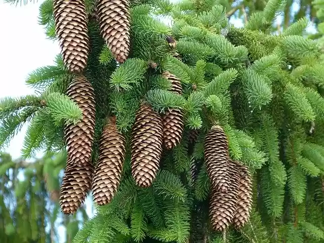 Free download Pinecone Nature Coniferous Trees -  free photo or picture to be edited with GIMP online image editor