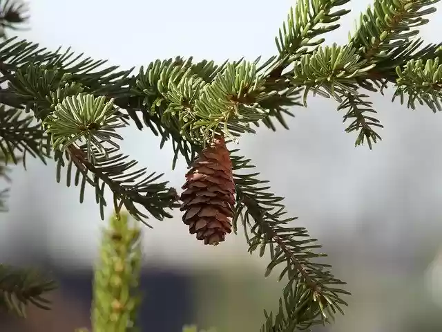 Free download Pine Cone Sprig Nature -  free photo or picture to be edited with GIMP online image editor