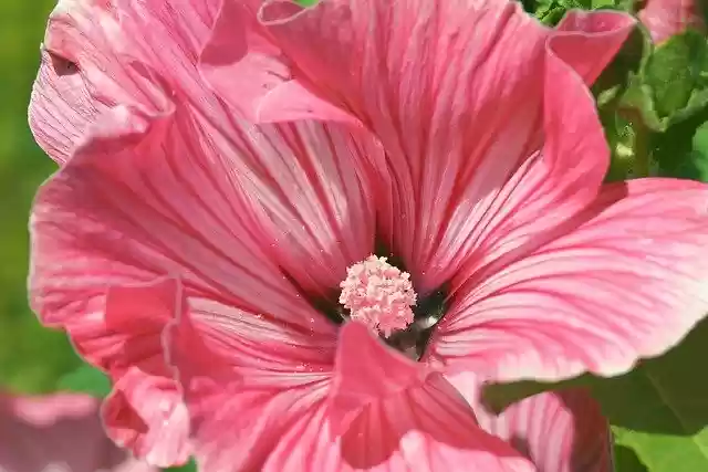 Free download pink flower mallow flower free picture to be edited with GIMP free online image editor