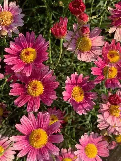 ດາວໂຫຼດຟຣີ Pink Flower Roadside Flowers - ຮູບພາບຫຼືຮູບພາບທີ່ບໍ່ເສຍຄ່າເພື່ອແກ້ໄຂດ້ວຍຕົວແກ້ໄຂຮູບພາບອອນໄລນ໌ GIMP