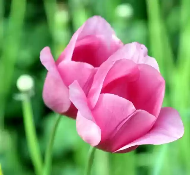 Free download pink tulips pink flowers blossom free picture to be edited with GIMP free online image editor