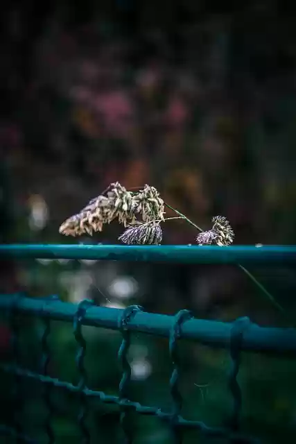 Free download plant grass fence close up free picture to be edited with GIMP free online image editor