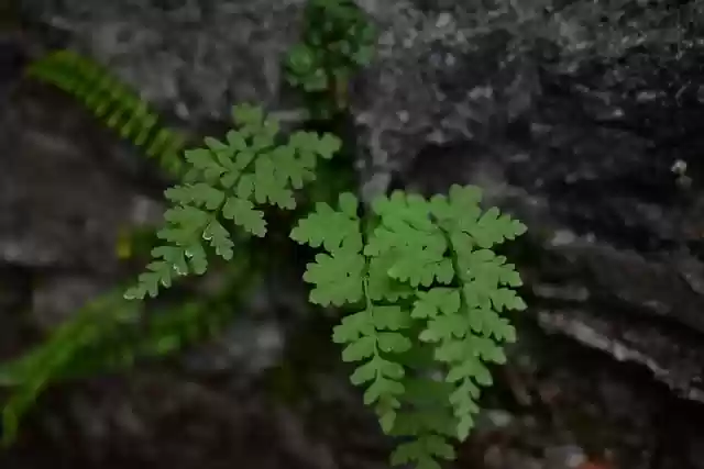 Free download plants leaves weeds green sunlight free picture to be edited with GIMP free online image editor