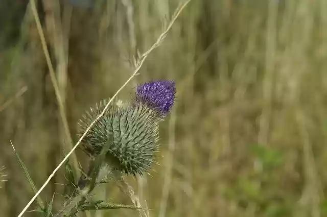 Безкоштовно завантажте безкоштовний фотошаблон Plant Spur Flower для редагування в онлайн-редакторі зображень GIMP