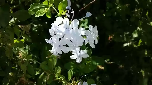 Free download Plumbago Garden Flower -  free photo or picture to be edited with GIMP online image editor