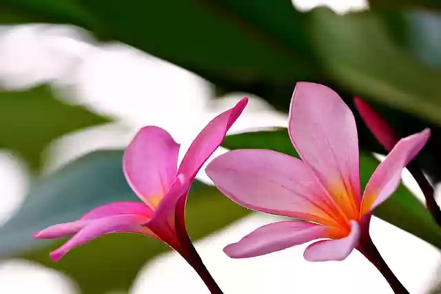 Free download plumeria flowers plant frangipani free picture to be edited with GIMP free online image editor