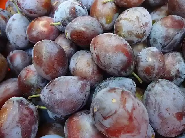 Free download Plums Purple Fruit -  free free photo or picture to be edited with GIMP online image editor