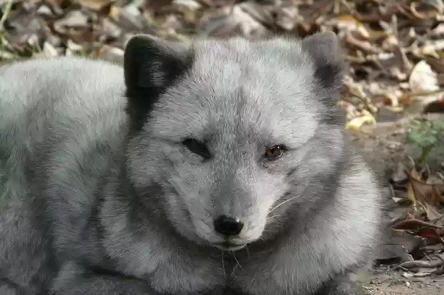 Ücretsiz indir Polar Fox Zoo Animal - GIMP çevrimiçi resim düzenleyiciyle düzenlenecek ücretsiz fotoğraf veya resim