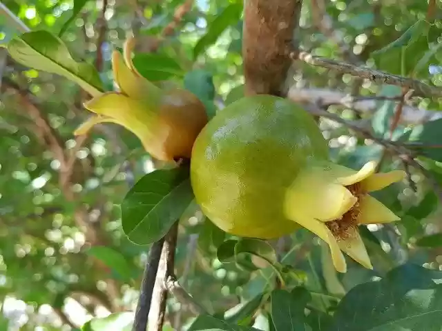 Free download Pomegranate Nature Fruit -  free free photo or picture to be edited with GIMP online image editor