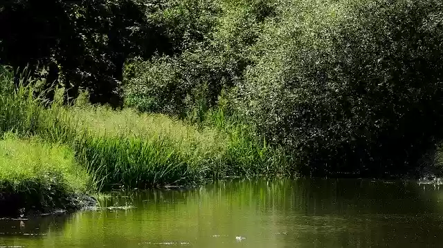 ດາວ​ໂຫຼດ​ຟຣີ Pond Bank Nature - ຮູບ​ພາບ​ຟຣີ​ຫຼື​ຮູບ​ພາບ​ທີ່​ຈະ​ໄດ້​ຮັບ​ການ​ແກ້​ໄຂ​ກັບ GIMP ອອນ​ໄລ​ນ​໌​ບັນ​ນາ​ທິ​ການ​ຮູບ​ພາບ​