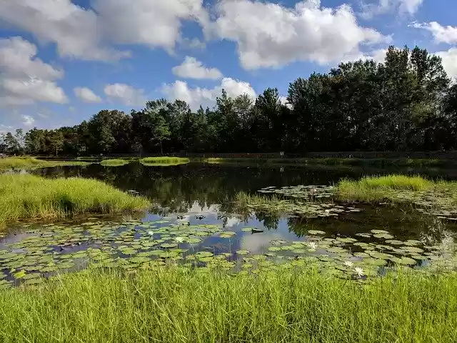 Free download Pond Lily Pads Nature Blue -  free free photo or picture to be edited with GIMP online image editor