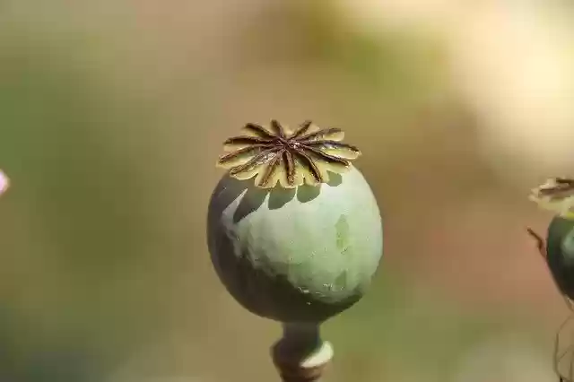 Muat turun percuma Poppy Fruit Nature - foto atau gambar percuma untuk diedit dengan editor imej dalam talian GIMP