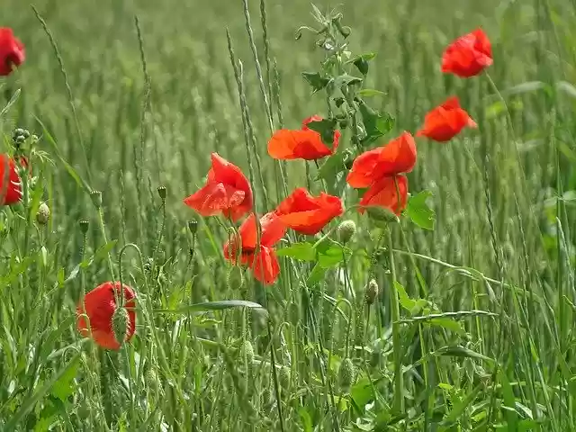 Free download Poppy Grass Nature -  free photo or picture to be edited with GIMP online image editor