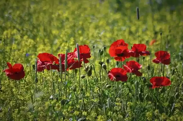 Download gratuito di Poppy Klatschmohn Red: foto o immagini gratuite da modificare con l'editor di immagini online GIMP