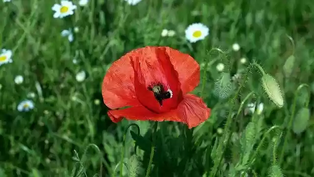 বিনামূল্যে ডাউনলোড করুন Poppy Papaver Rho Flower - বিনামূল্যে ছবি বা ছবি GIMP অনলাইন ইমেজ এডিটর দিয়ে সম্পাদনা করা হবে