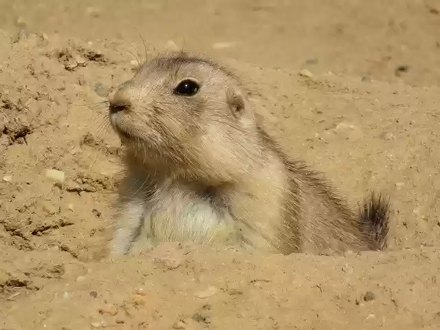 Free download Prairie Dog Animal Nature -  free free photo or picture to be edited with GIMP online image editor