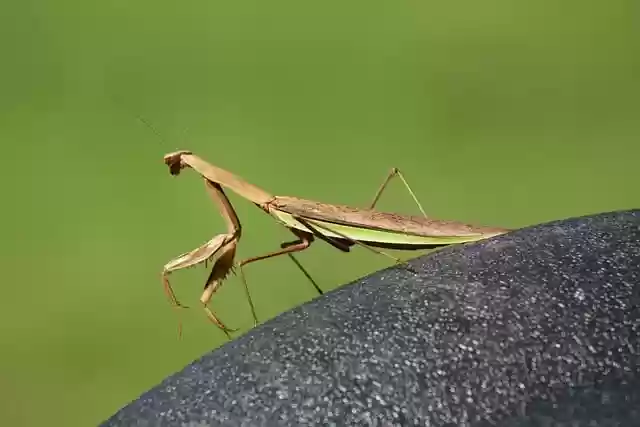 ດາວໂຫລດຟຣີ ອະທິຖານ mantis ແມງໄມ້ mantis ຮູບພາບຟຣີທີ່ຈະແກ້ໄຂດ້ວຍ GIMP ບັນນາທິການຮູບພາບອອນໄລນ໌ຟຣີ