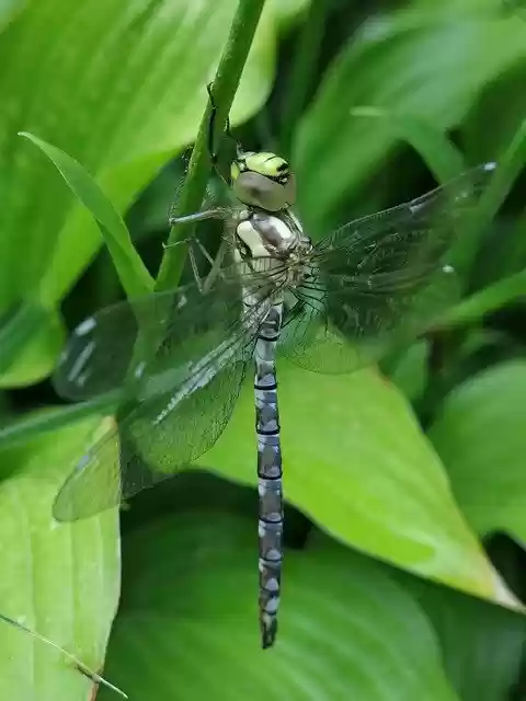 Free download Precious Dragonfly Blue-Green -  free photo or picture to be edited with GIMP online image editor