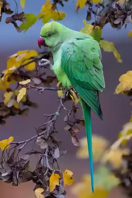 Free download psittacula krameri parakeet bird free picture to be edited with GIMP free online image editor