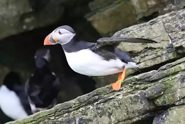 Free download puffin atlantic puffin bird seabird free picture to be edited with GIMP free online image editor