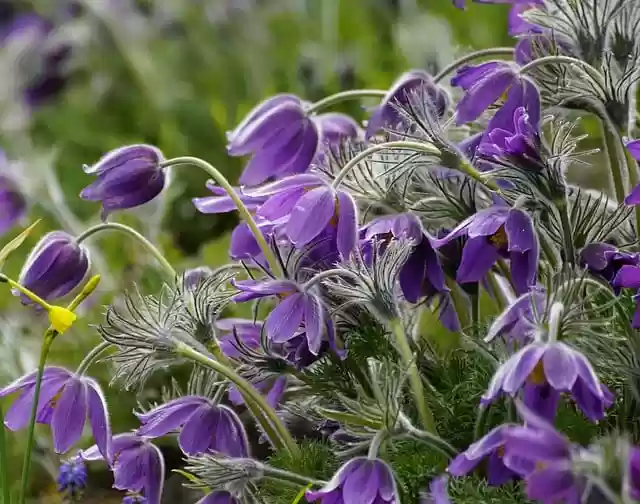 Free download pulsatilla plant flowers free picture to be edited with GIMP free online image editor