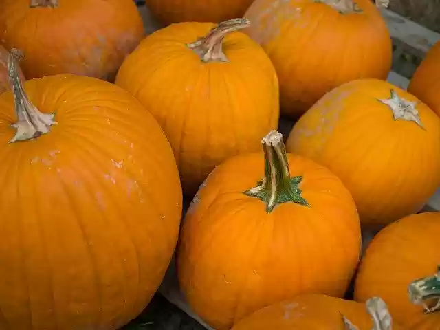 Muat turun percuma Pumpkins Patch Thanksgiving - foto atau gambar percuma untuk diedit dengan editor imej dalam talian GIMP