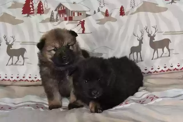 Free download Puppies Eurasier Puppy Pup -  free free photo or picture to be edited with GIMP online image editor