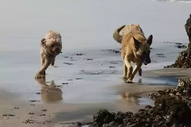 Безкоштовно завантажте безкоштовний шаблон фотографій Puppies Run Career для редагування в онлайн-редакторі зображень GIMP