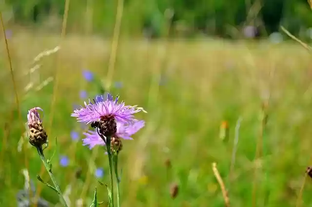 Muat turun percuma Purple Flower Bug - foto atau gambar percuma untuk diedit dengan editor imej dalam talian GIMP