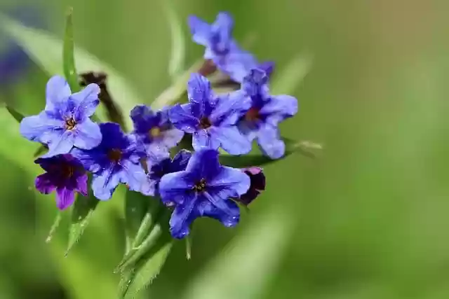 Free download purple gromwell creeping gromwell free picture to be edited with GIMP free online image editor