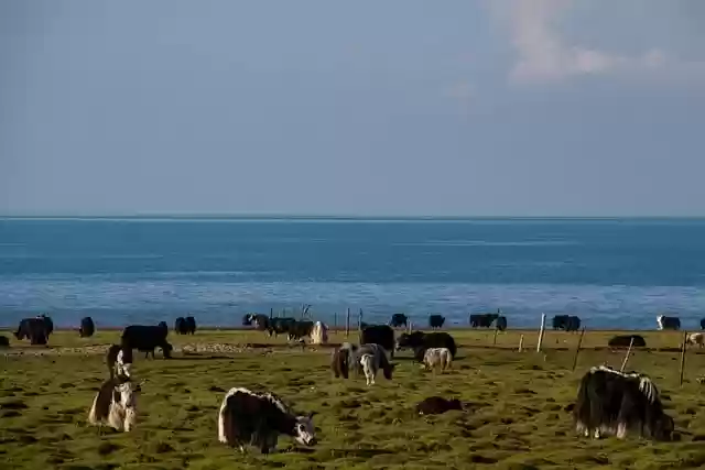 Free download qinghai lake yak pasture animals free picture to be edited with GIMP free online image editor