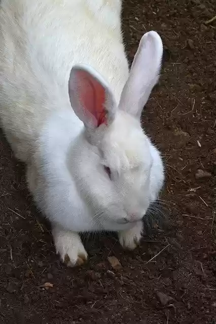 Бесплатно скачать Rabbit Bunny Cute - бесплатная бесплатная фотография или картинка для редактирования с помощью онлайн-редактора изображений GIMP