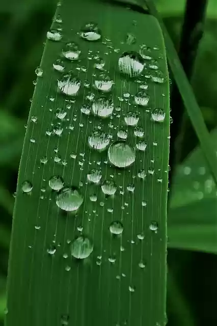 Free download raindrop dew reed p nature green free picture to be edited with GIMP free online image editor