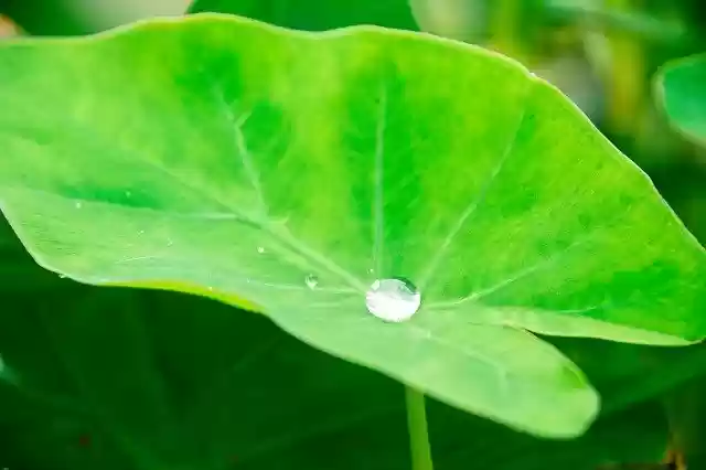 Free download Raindrop Water Drop Nature -  free photo or picture to be edited with GIMP online image editor