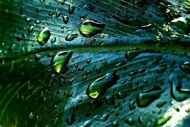 Free download rainwater leaf droplets nature free picture to be edited with GIMP free online image editor